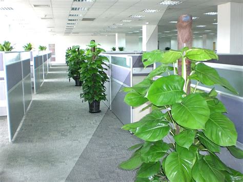 办公室植物 夢到虎爺解夢